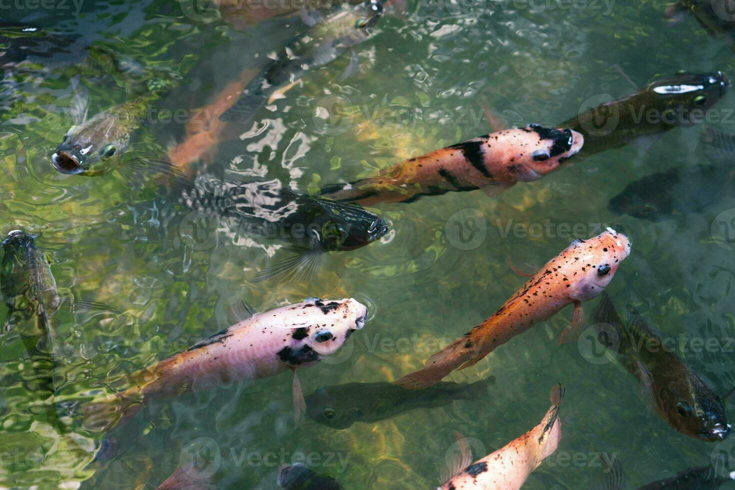 fechar acima do vários koi peixe natação dentro uma lago. lindo, exótico, colorida, bokeh fundos. foto