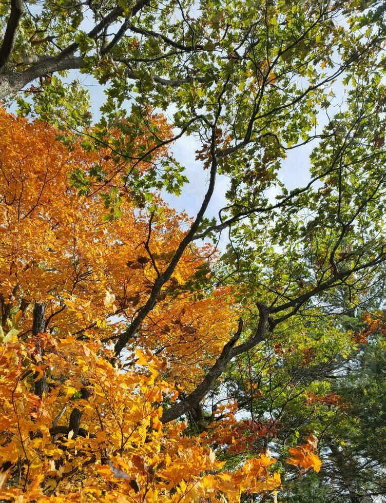 uma árvore com muitos diferente cores do folhas foto