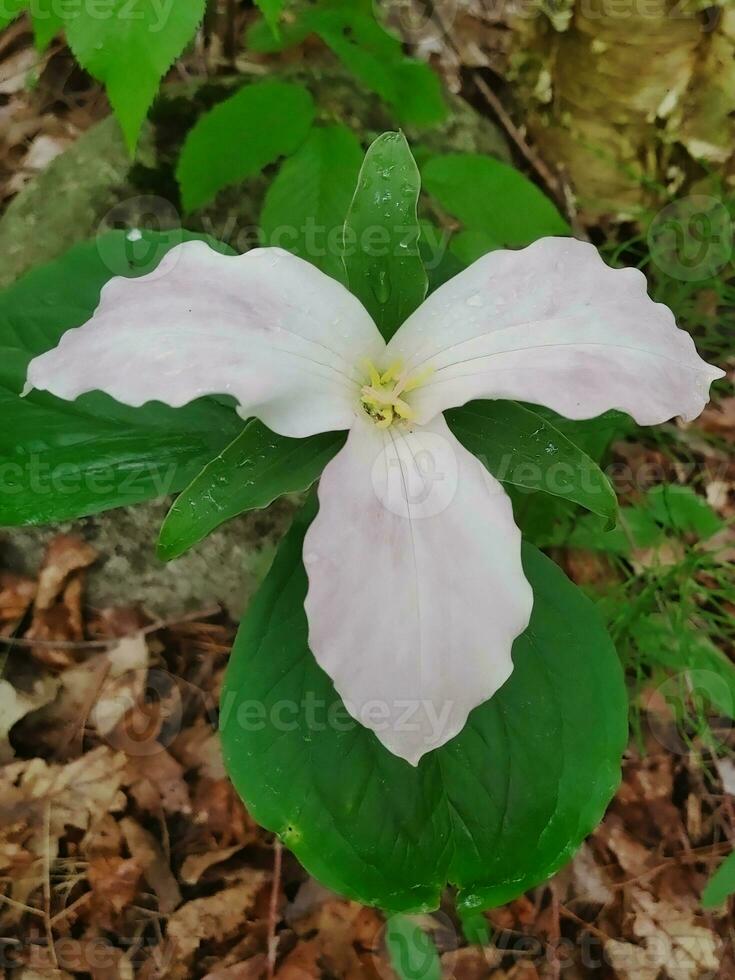 uma branco trillium flor dentro a madeiras foto