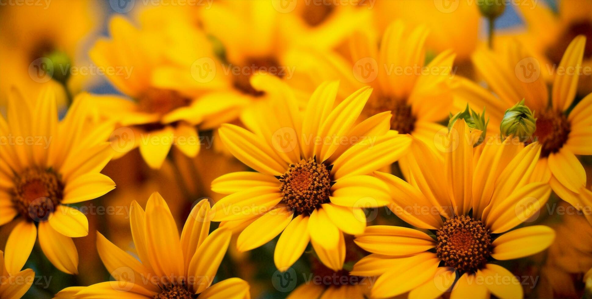 grupo natureza flor amarelo jardinagem foto