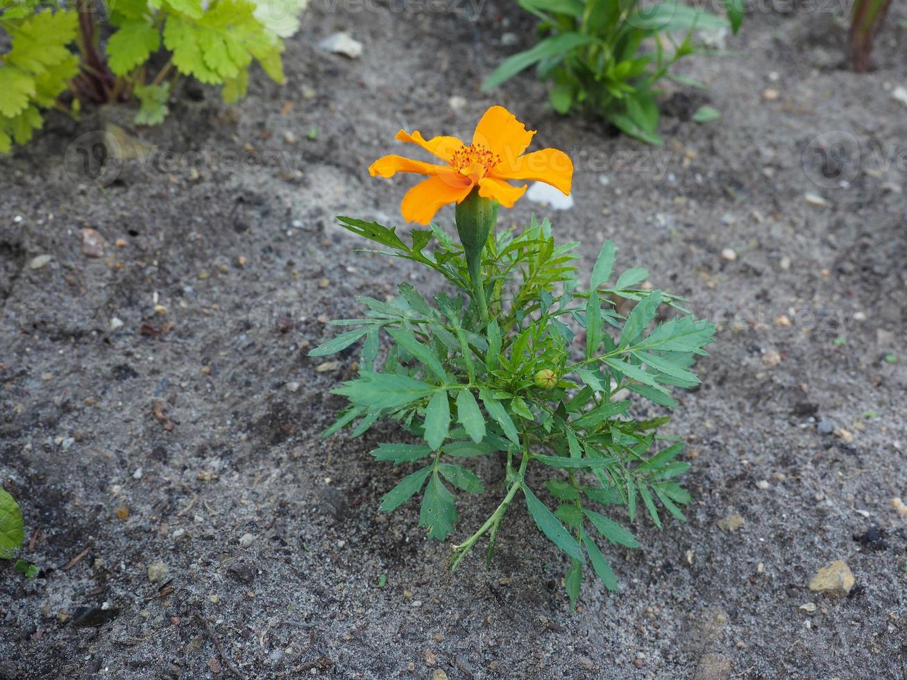 planta com flor de laranjeira foto