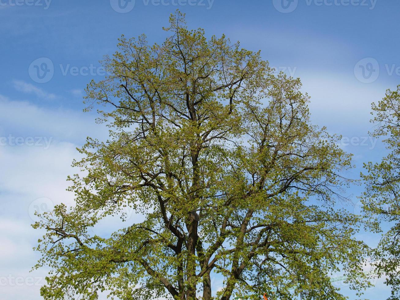 árvore sobre o céu azul foto