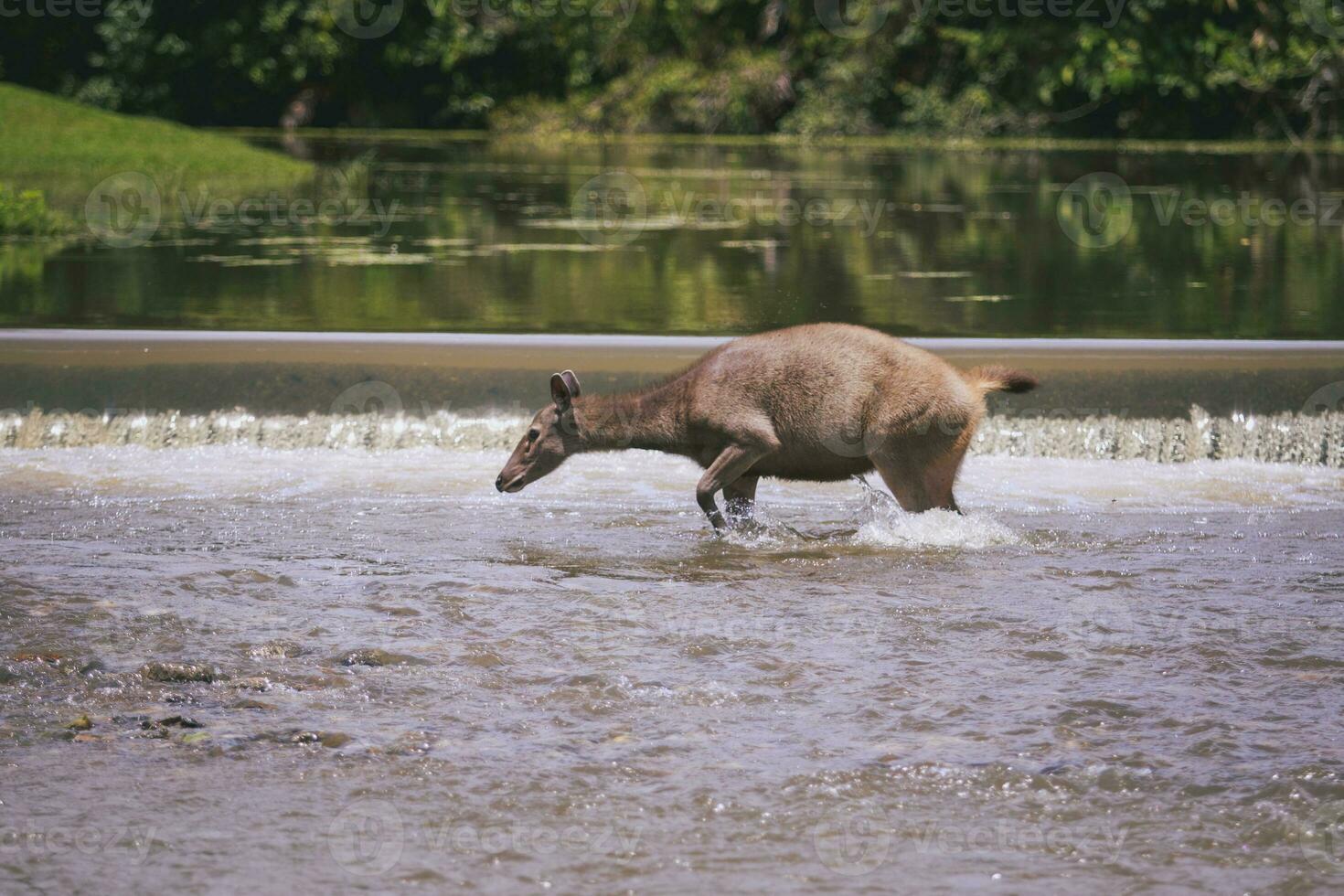 Sambar veado cruzando rio dentro Khaoyai nacional parque Tailândia foto