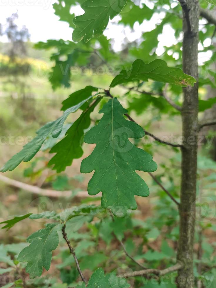 folha verde esculpida em um jovem galho de carvalho foto