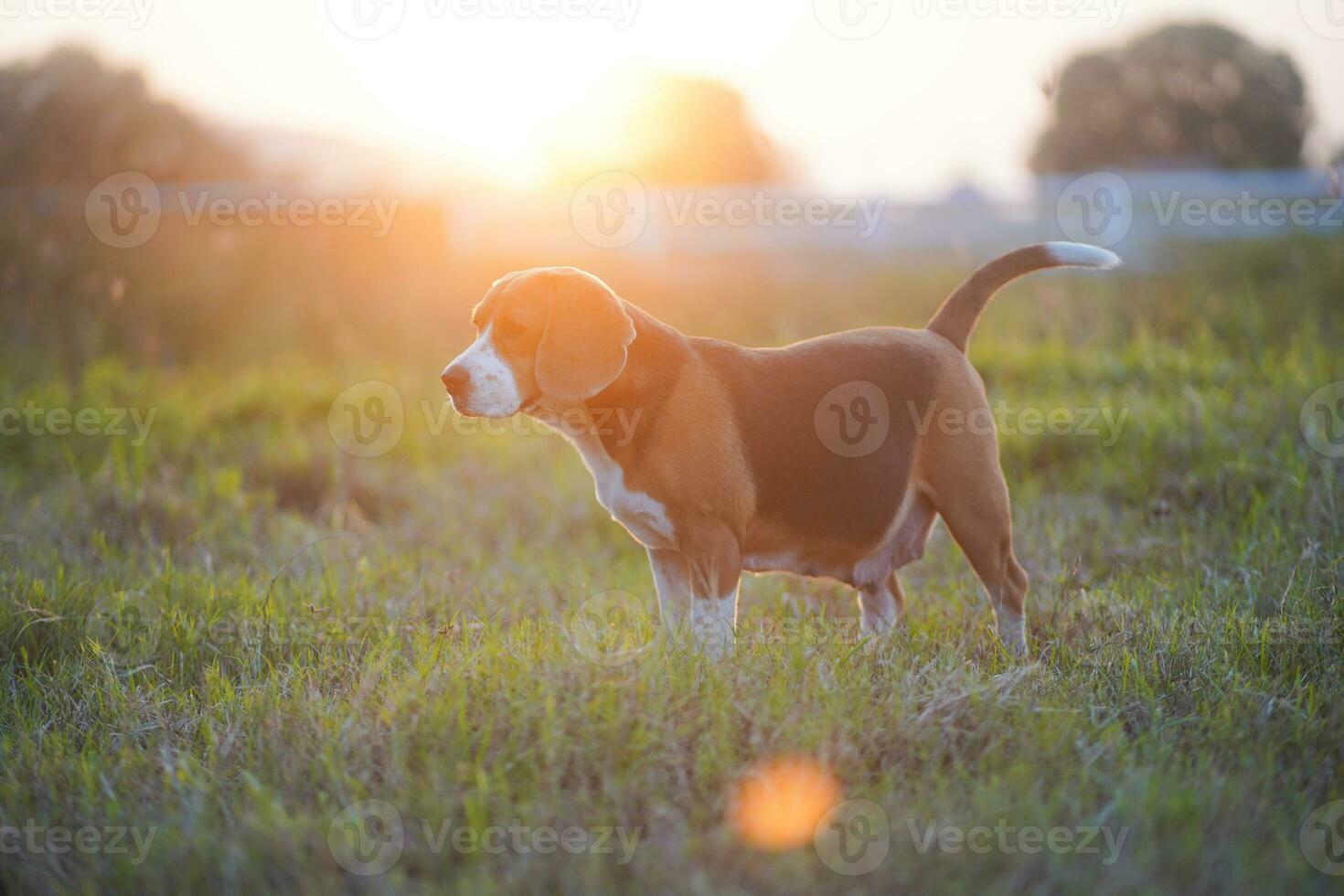 uma fofa beagle em pé dentro a Prado olhando às alguma coisa dentro a pôr do sol claro. foto