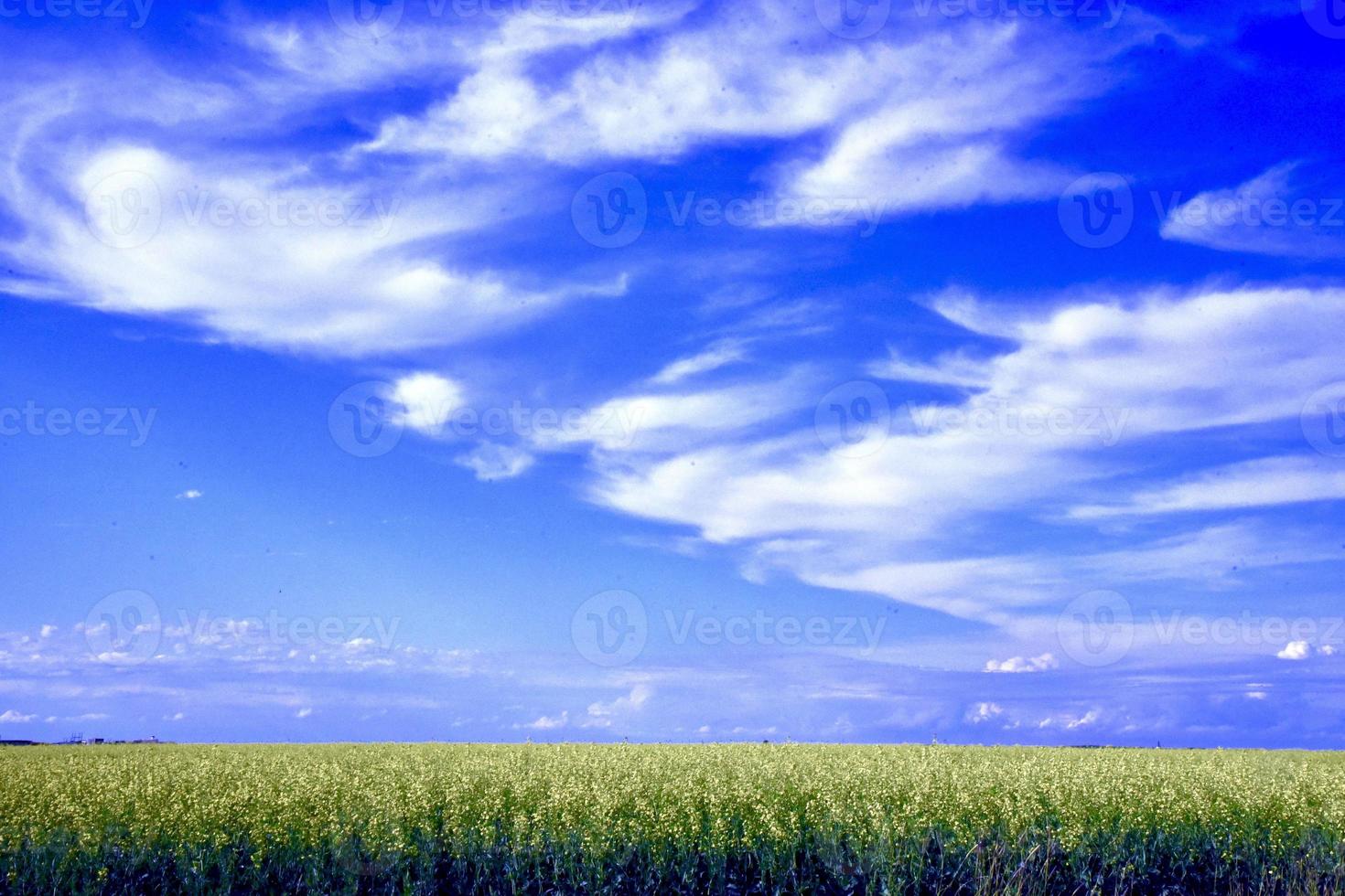 céu azul sobre um campo de canola foto