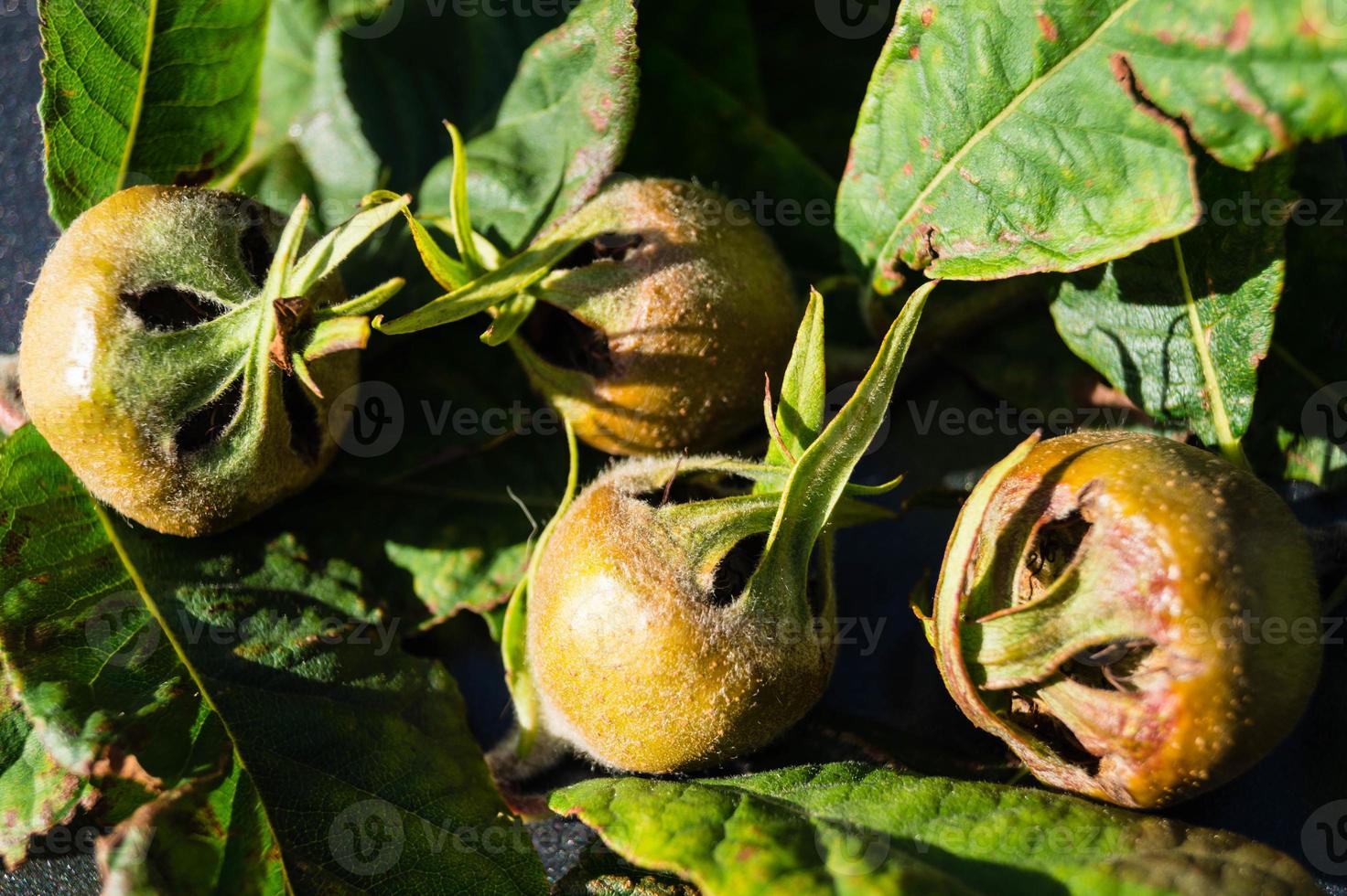 maçã mespilus germânica foto