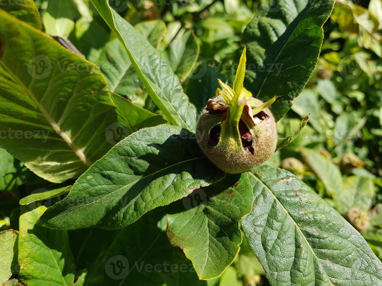 maçã mespilus germânica foto