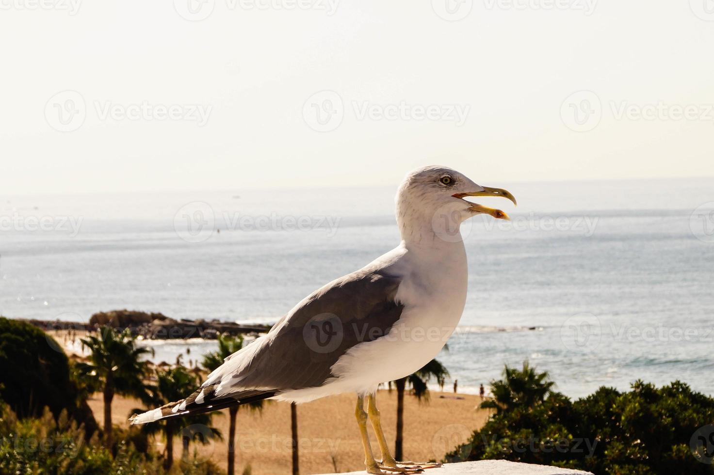 gaivota em portugal foto