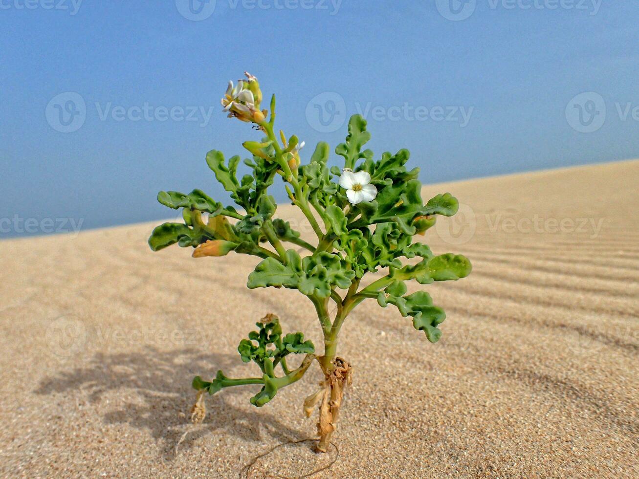 eu pequeno floração plantar crescendo dentro a dunas em a canário ilha fuertaventura dentro Espanha foto