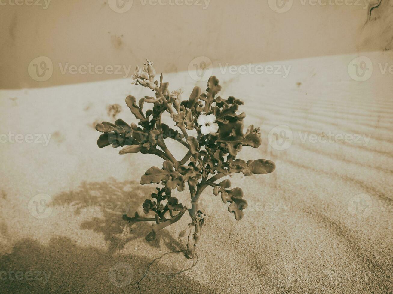 eu pequeno floração plantar crescendo dentro a dunas em a canário ilha fuertaventura dentro Espanha foto