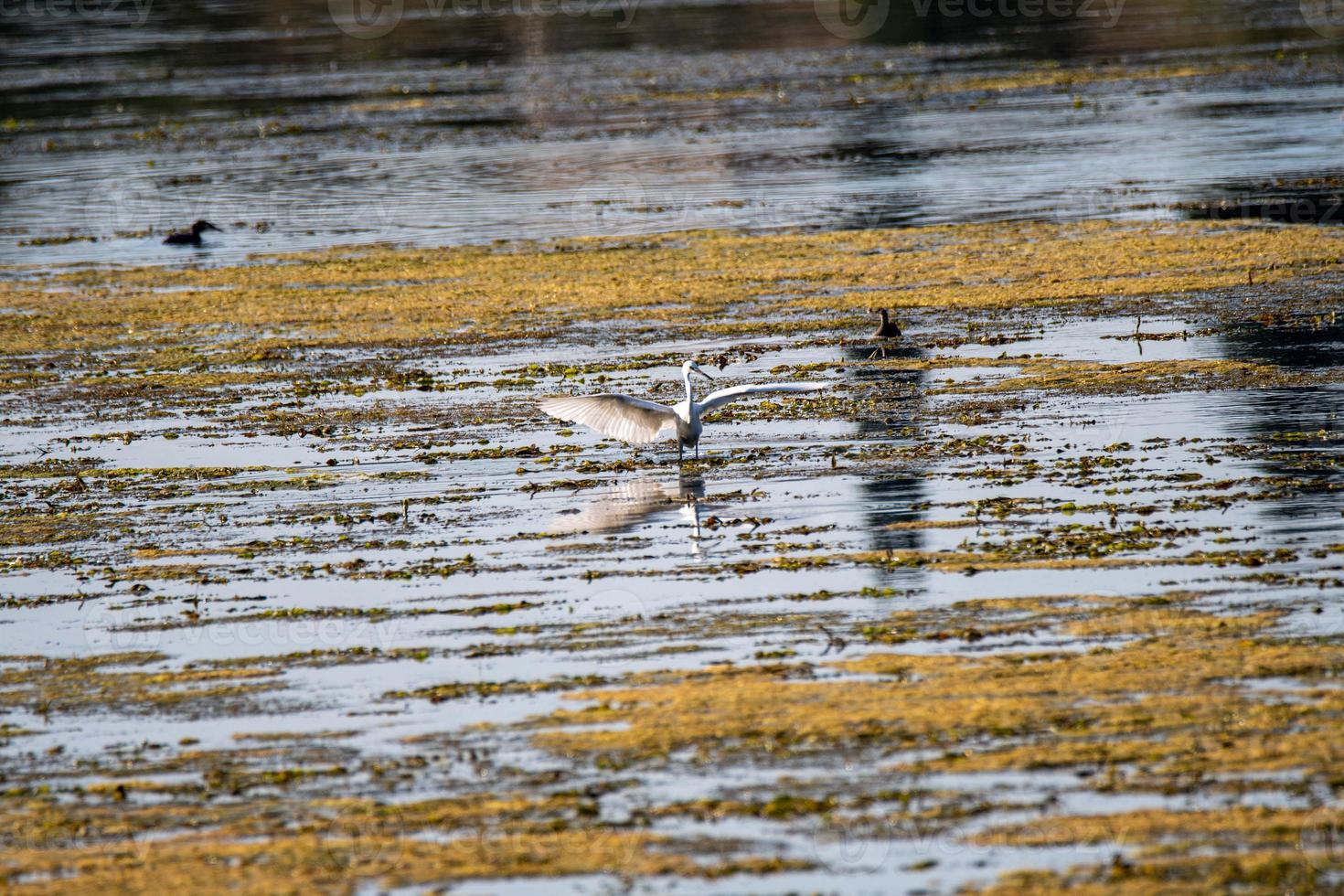 pássaro garça no lago procurando uma presa foto