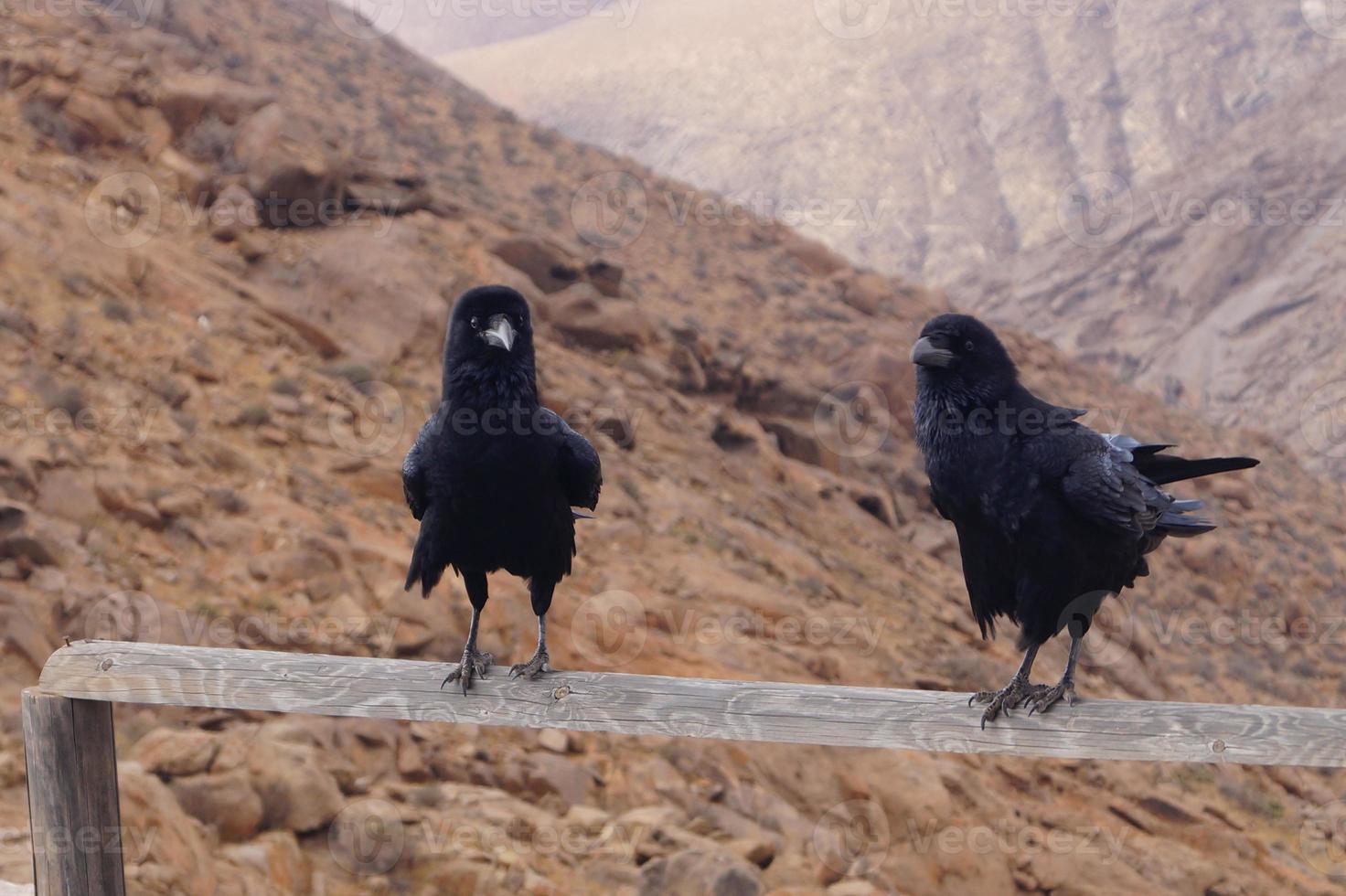 corvo ou corvo em fuerteventura - corvus corax foto