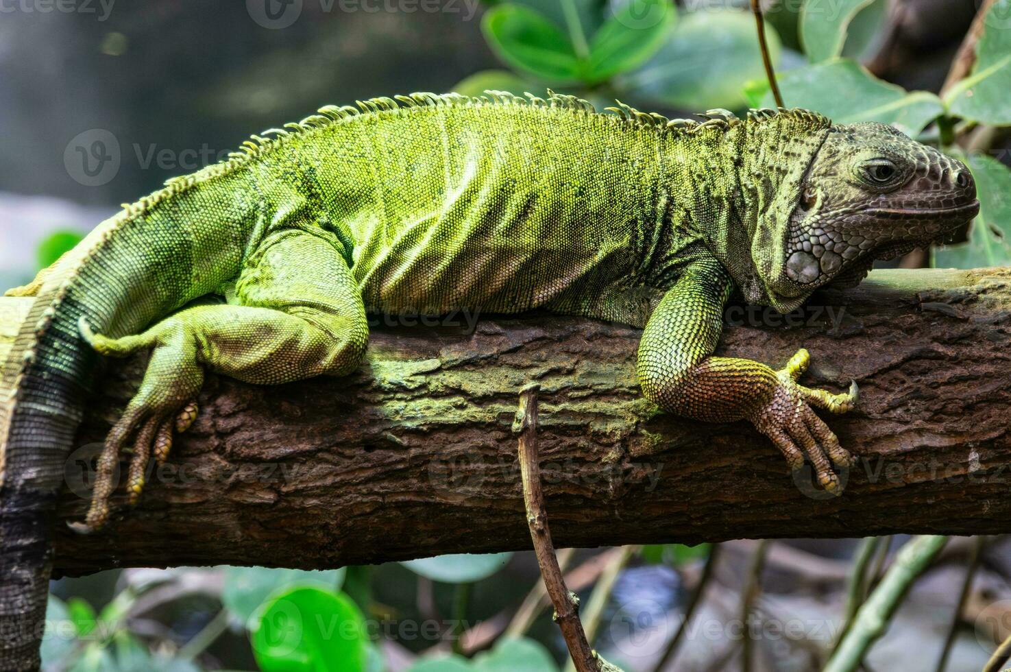 majestoso iguana retrato foto