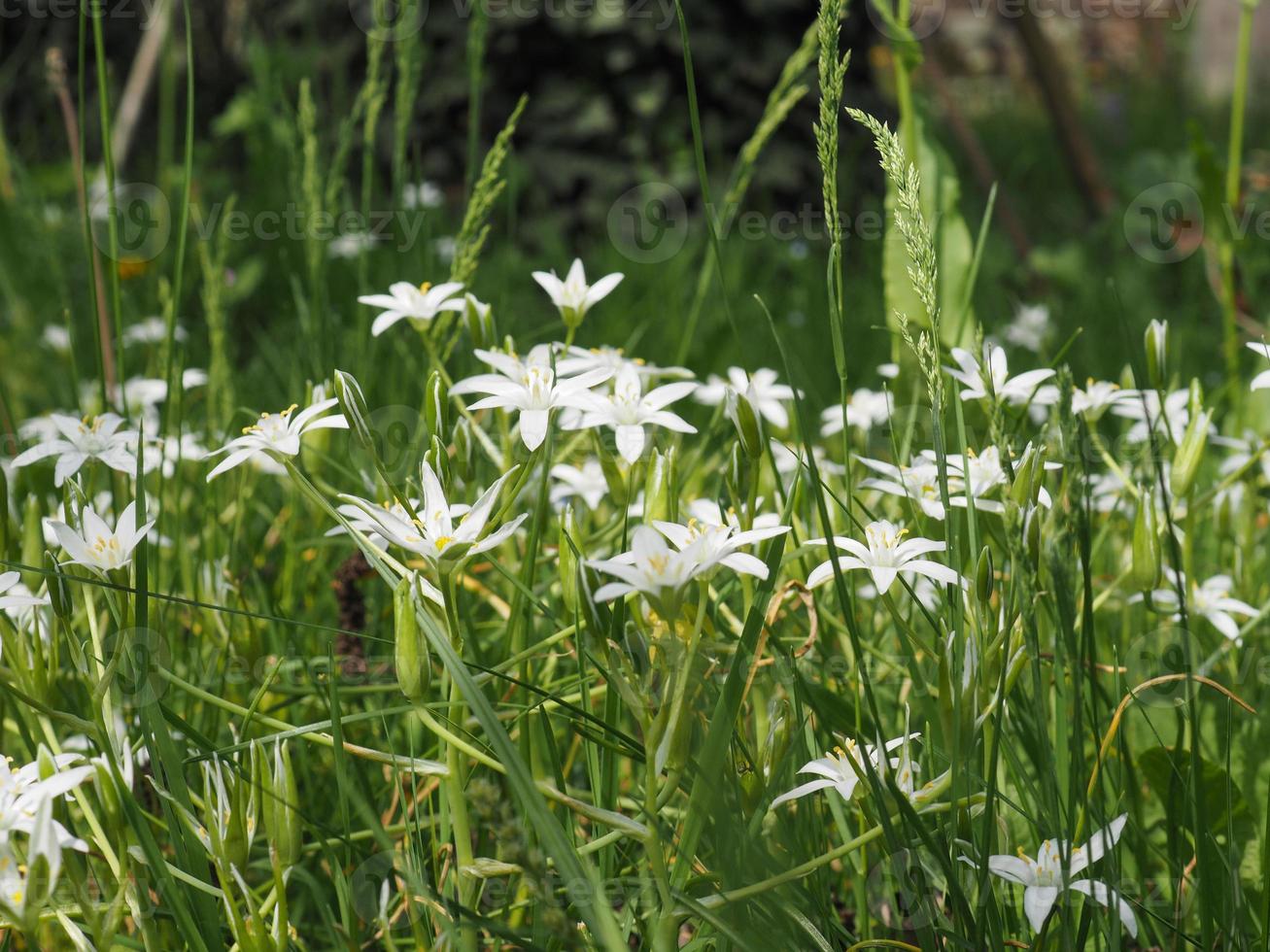 estrela branca da flor belém foto