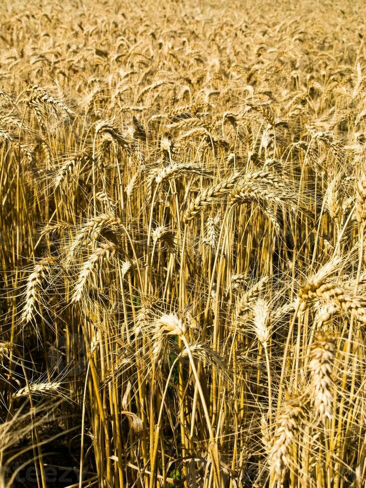 dourado trigo campo dentro savoie foto