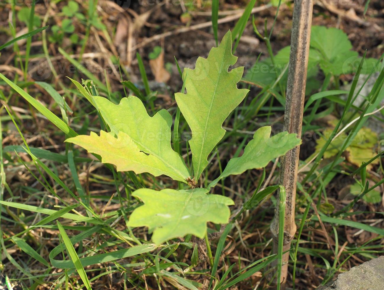 carvalho, muda de quercus robur foto