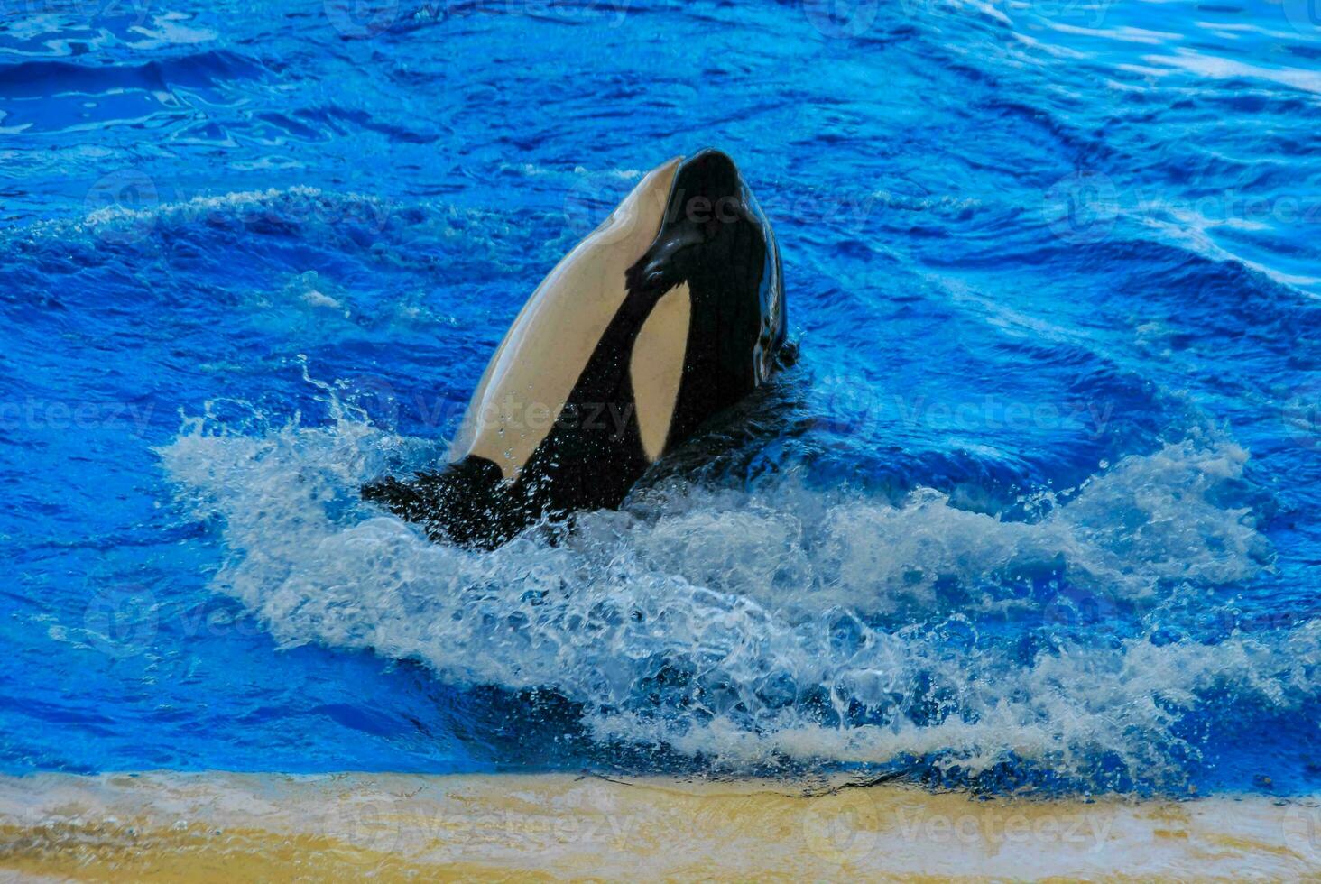 orca baleia natação foto