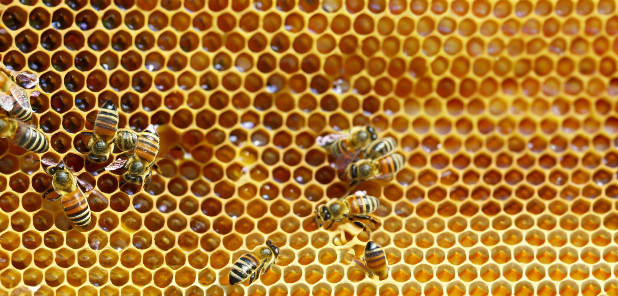 favo de mel querida abelhas pólen sucção vespas fechar acima foto macro foto do a inseto