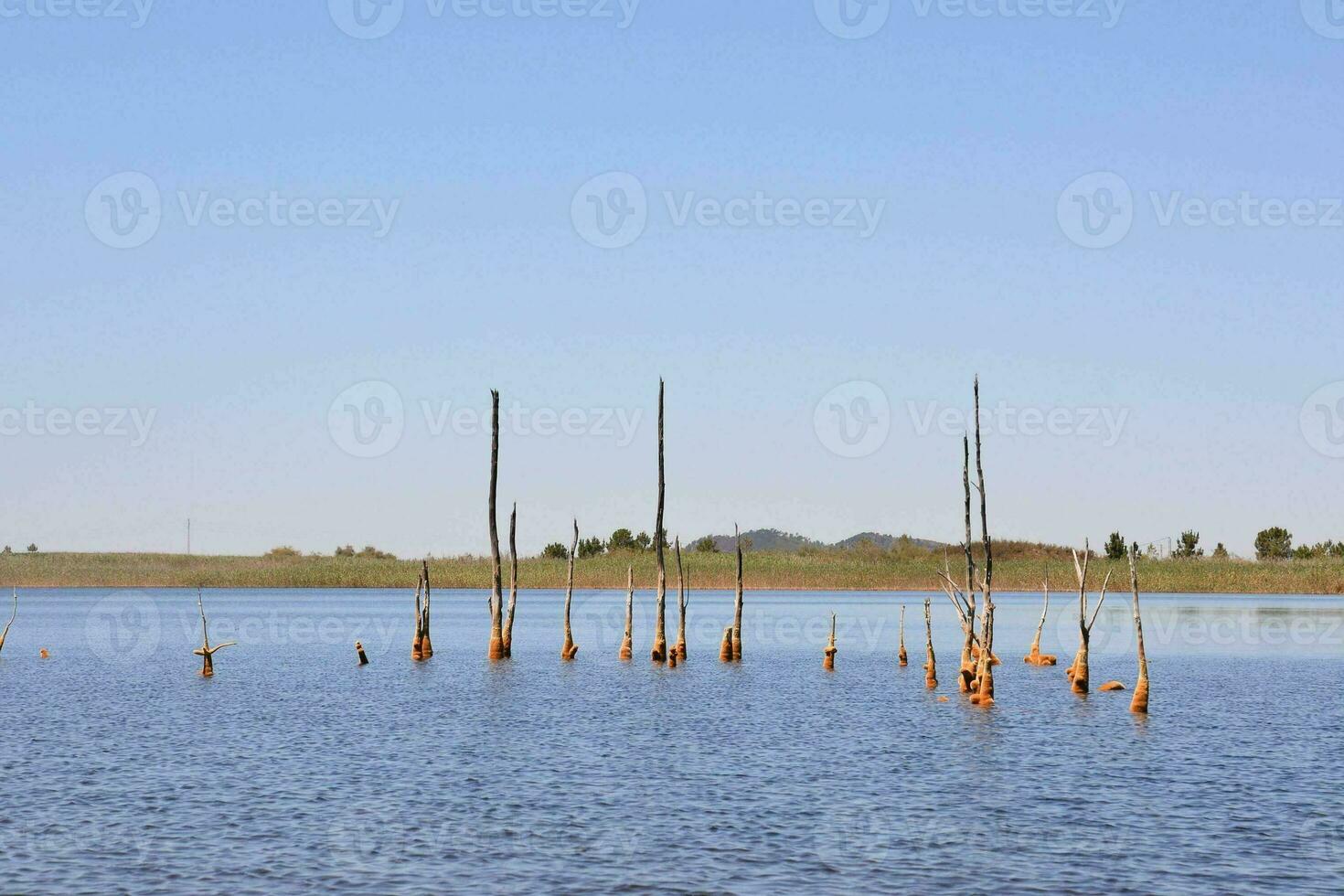 de várias galhos dentro a água com uma azul céu foto