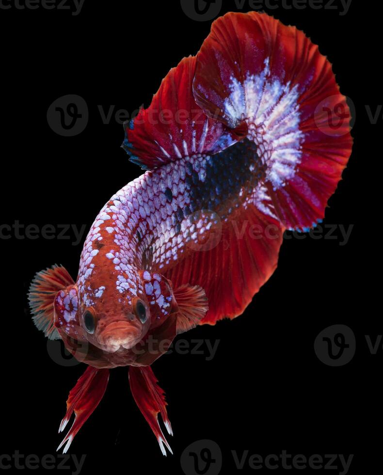 fechar acima do vermelho betta peixe. lindo siamês brigando peixe, betta splendens isolado em Preto fundo. foto