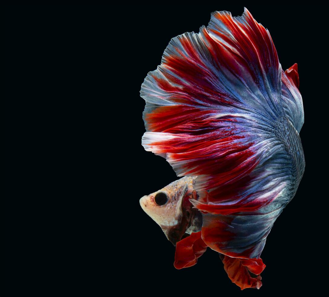 lindo movimento do vermelho azul betta peixe, siamês brigando peixe, betta esplendor, azul espetado rabo isolado em Preto fundo. foto