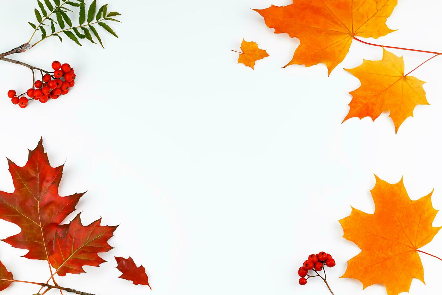 quadro, Armação a partir de outono folhas e Rowan bagas em uma branco fundo. foto
