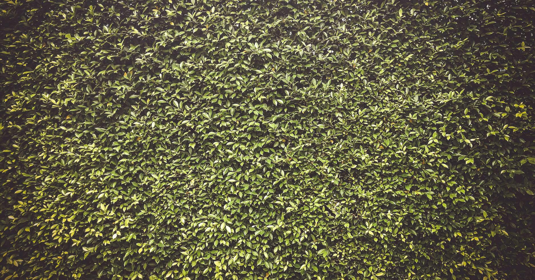 verde Relva textura, verde Relva desatado textura, panorâmico bandeira fundo, verde folhas fundo foto