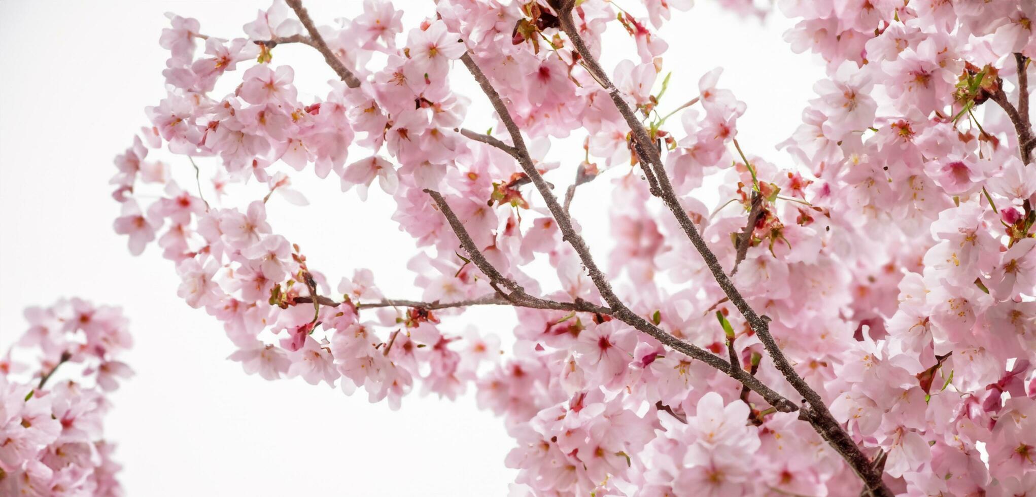 brilhante fundo do cereja flores natureza dentro Japão foto