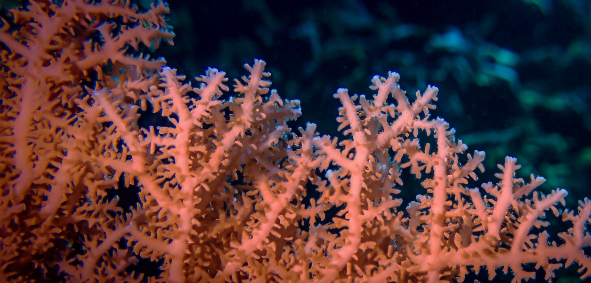 coral embaixo da agua mar embaixo da agua ecossistema turismo mergulho foto