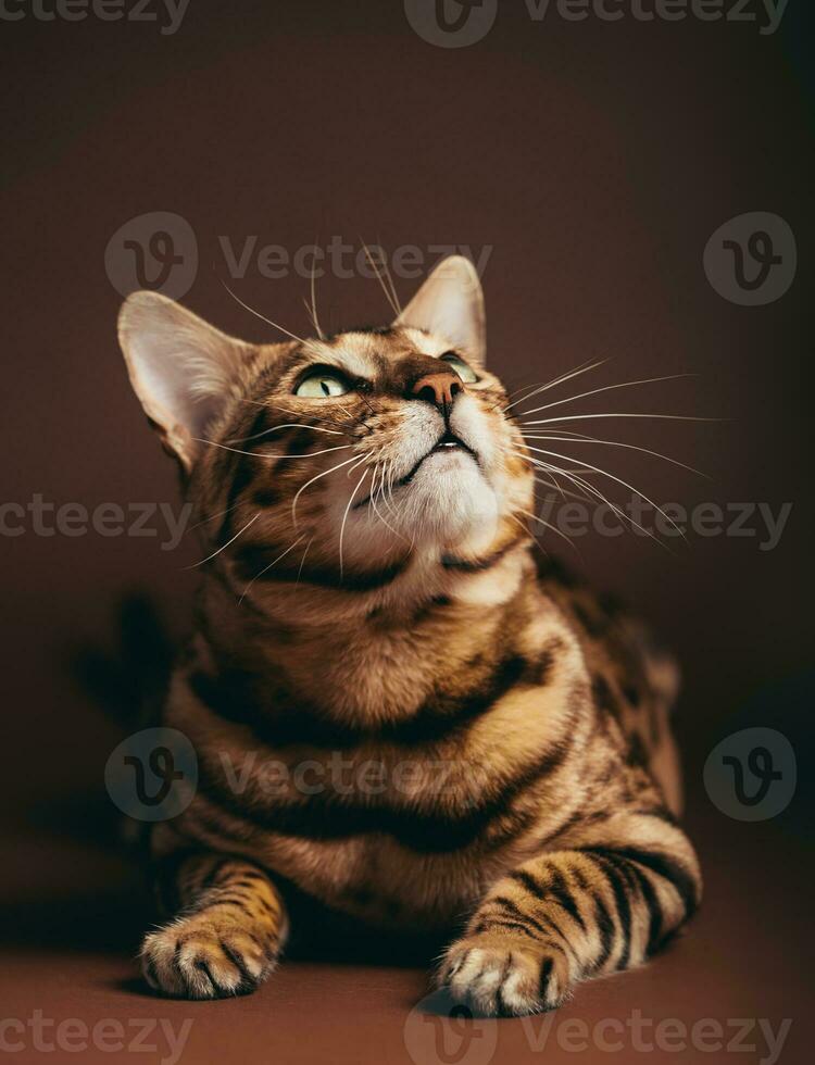 Bengala gato retrato dentro estúdio. foto