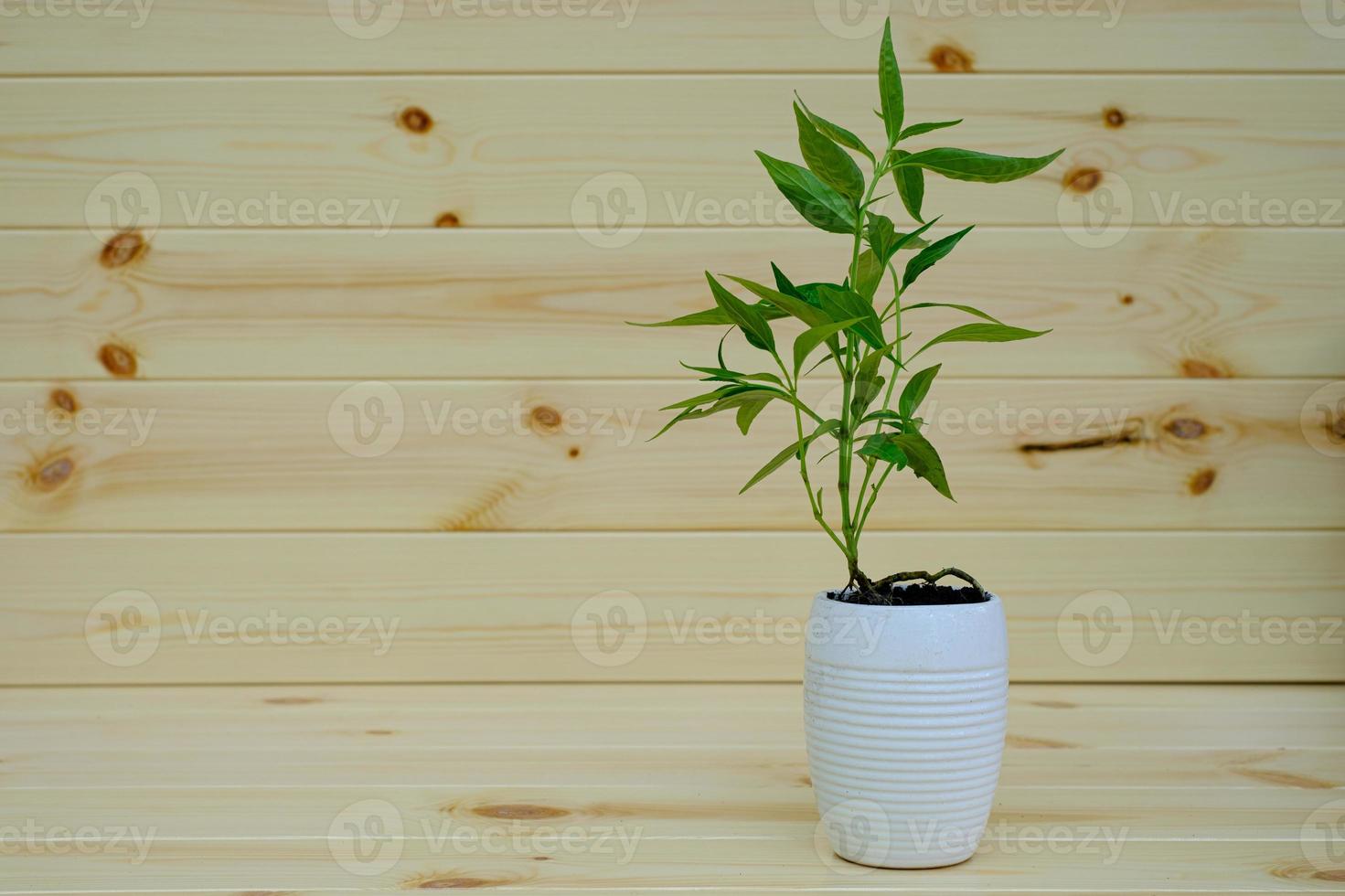 kariyat em vaso de plantas ervas medicinais tailandesas foto