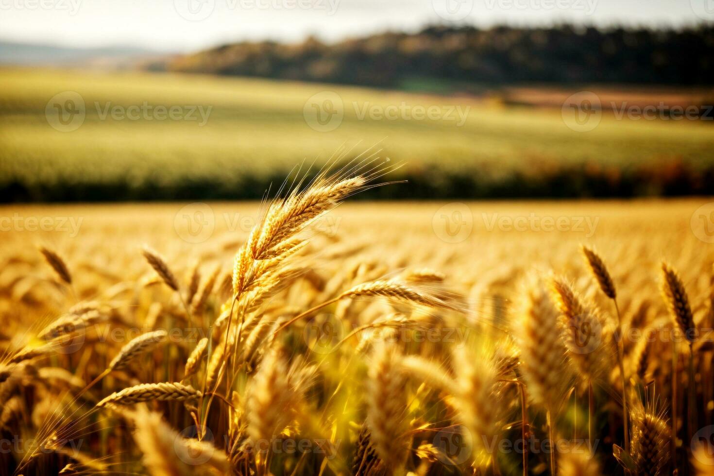 outonal trigo cevada campo às pôr do sol. comercial apelo com amplo texto espaço. ai generativo foto