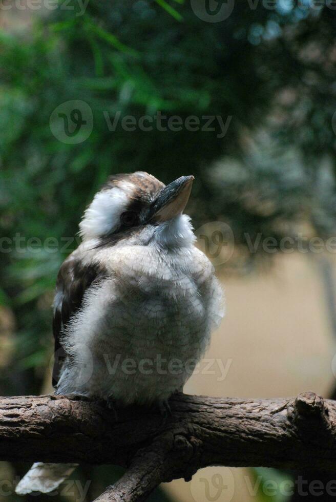 rindo kookaburra pássaro em uma ramo dentro uma árvore foto