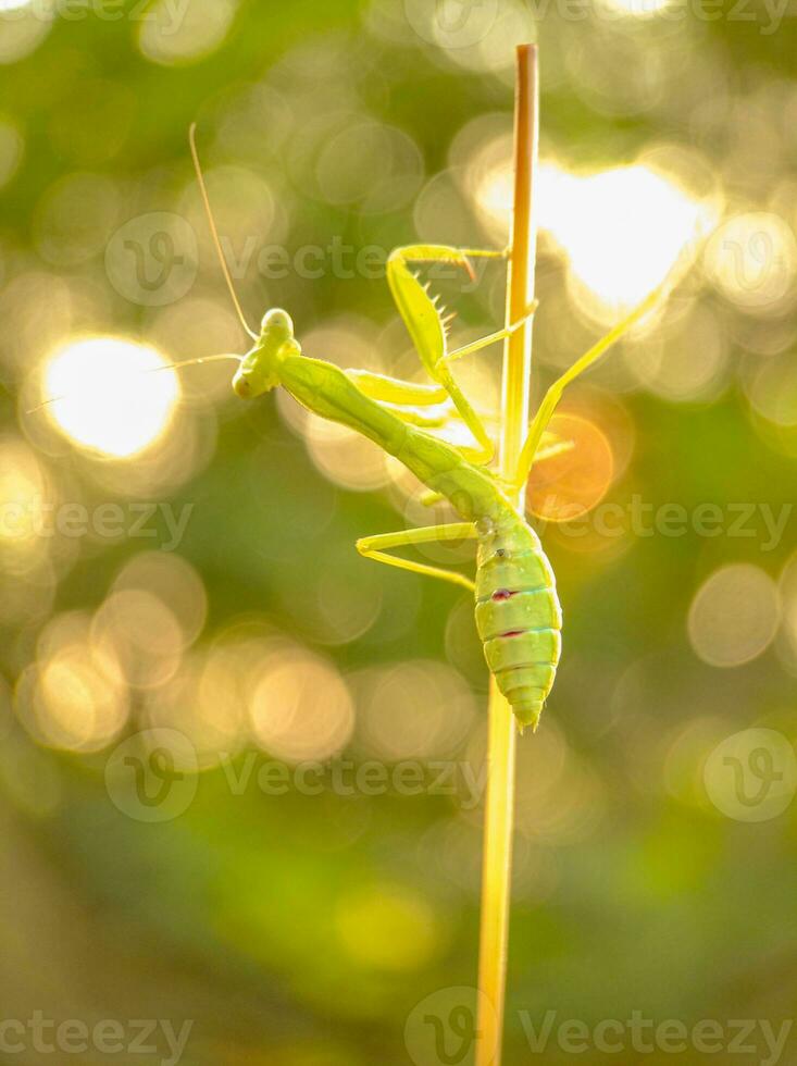 louva a Deus a partir de família esfondromantis foto