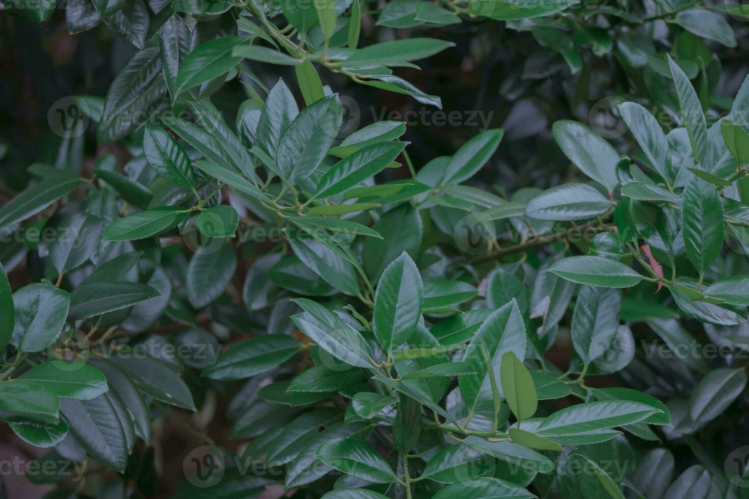 natural background.green folhas do uma plantar fechar-se. foto