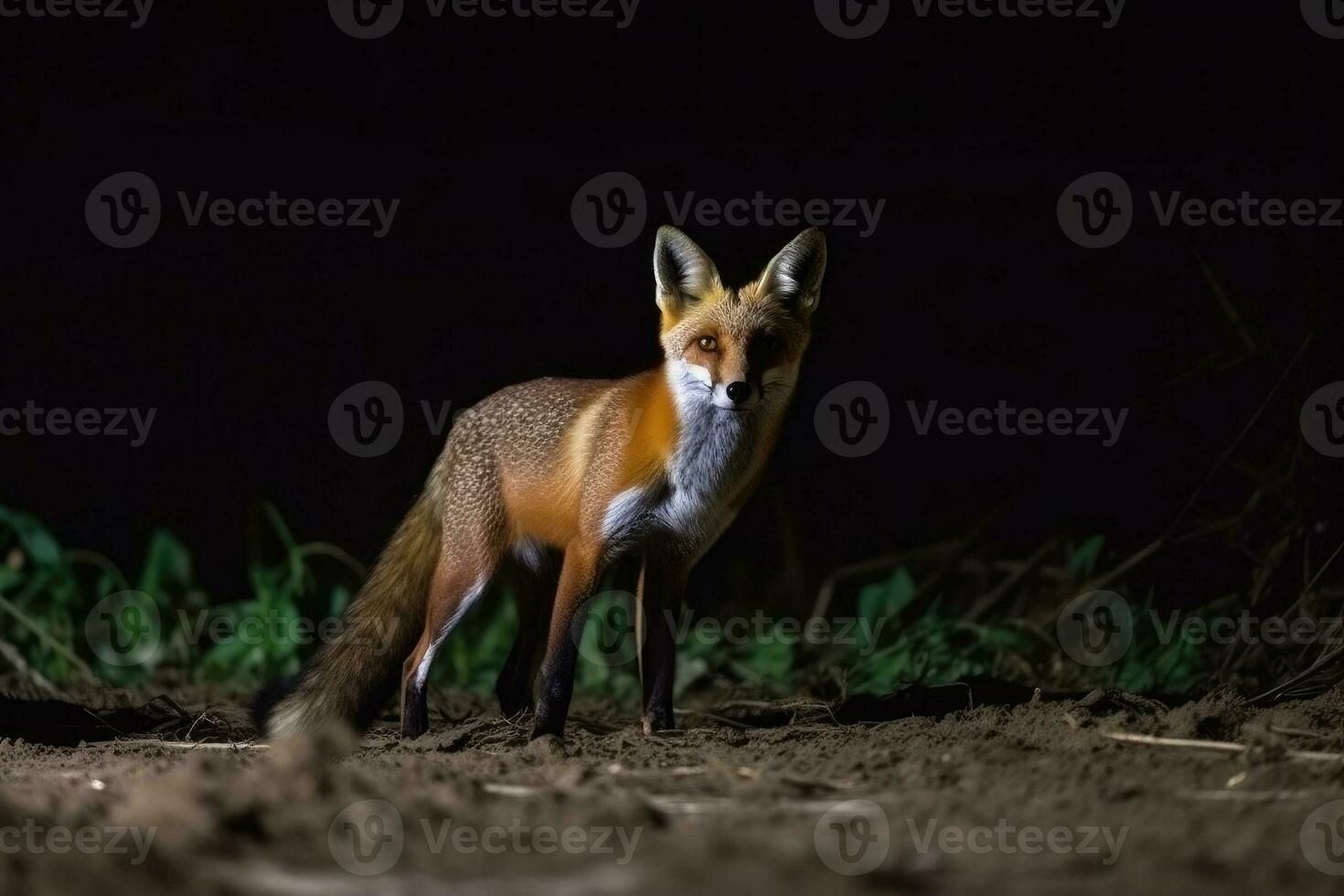 Raposa preparando para caçar às noite em uma fazenda, generativo ai foto