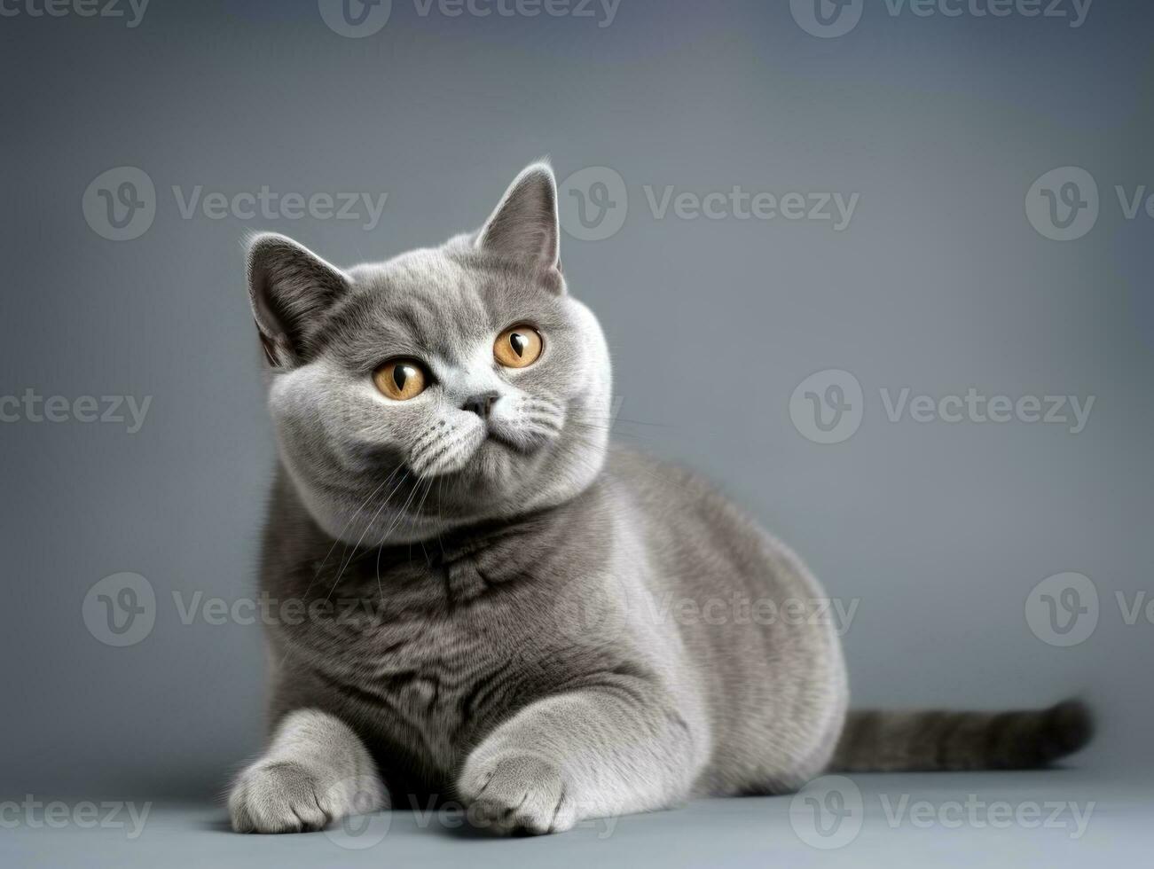 fofa britânico cabelo curto gato gatinho retrato em cinzento fundo dentro estúdio. generativo ai foto