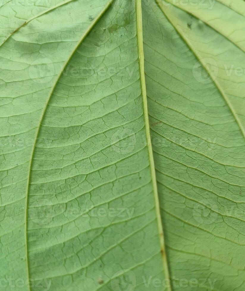 textura, padrão, veias do selvagem folhas dentro a floresta foto