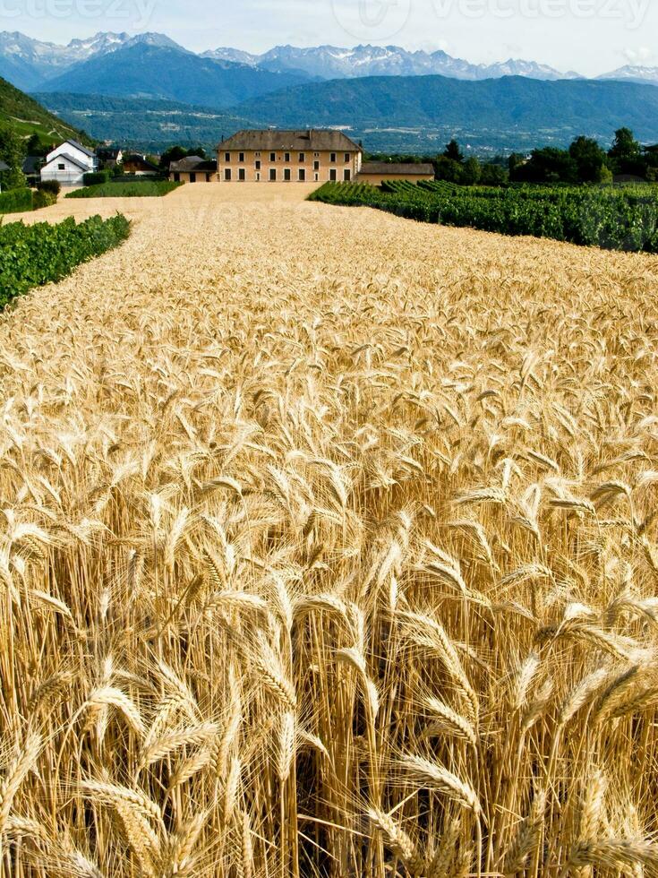 dourado trigo campo paisagem, chignin, Sabóia, França foto