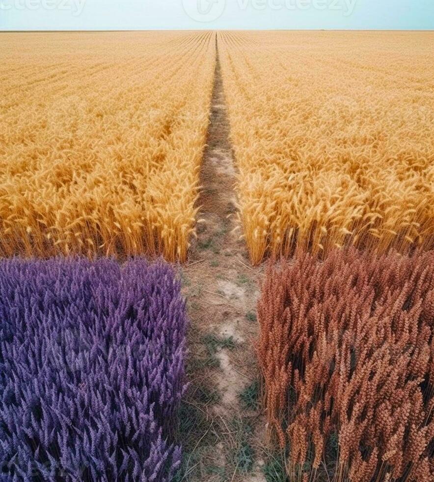 uma campo do lavanda e trigo generativo ai foto