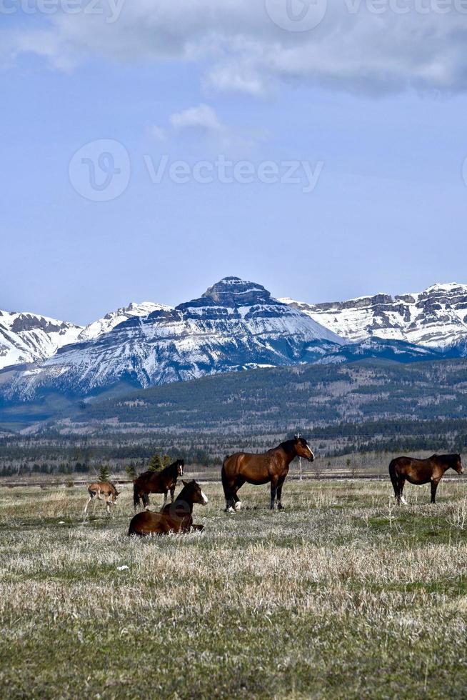 cavalos nas montanhas rochosas canadenses foto