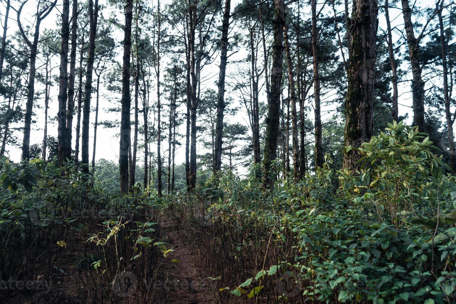 floresta de verão e a estrada para a floresta foto