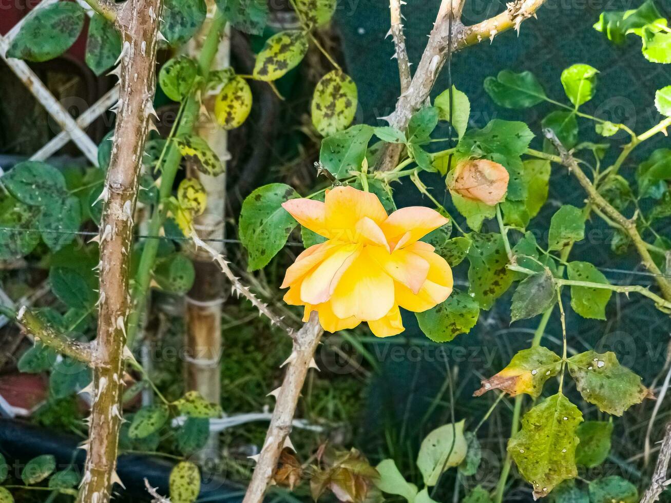 fechar-se do amarelo rosa dentro uma verão jardim. a pétalas cintilar dentro a raios do a Sol. foto