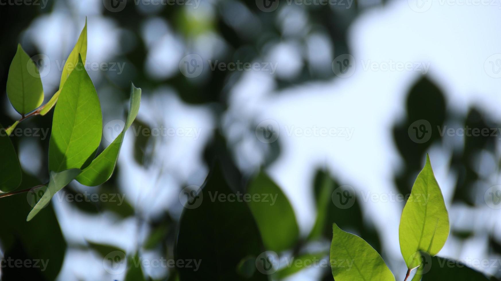 close-up bela vista das folhas verdes da natureza na vegetação desfocada foto