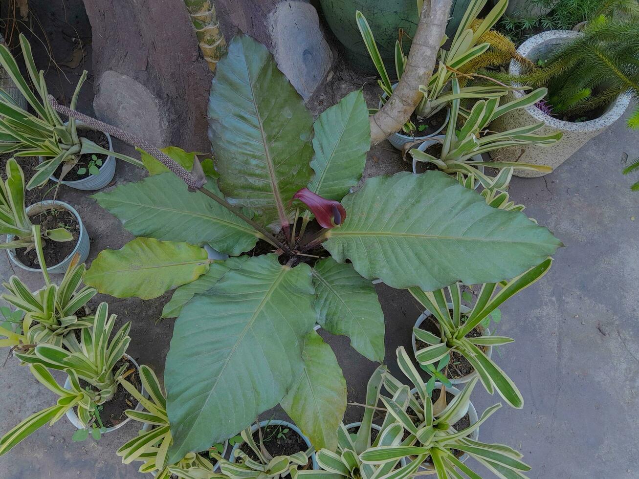 flor plantas dentro a jardim foto