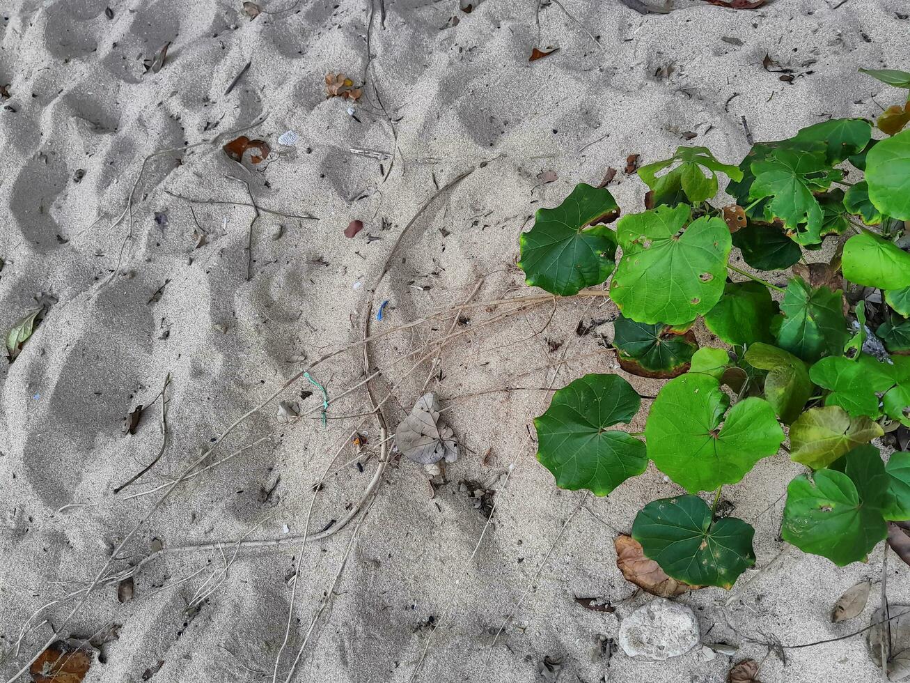 cheio quadro, Armação tiro do lindo de praia areia dentro a verão Sol. foto