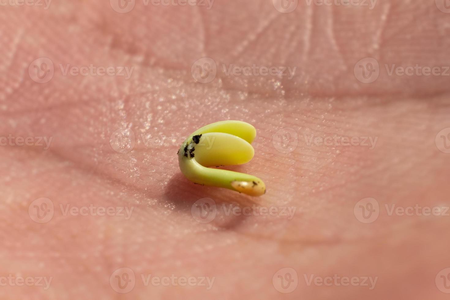 pequeno germe de maconha eclodiu de grão closeup. foto