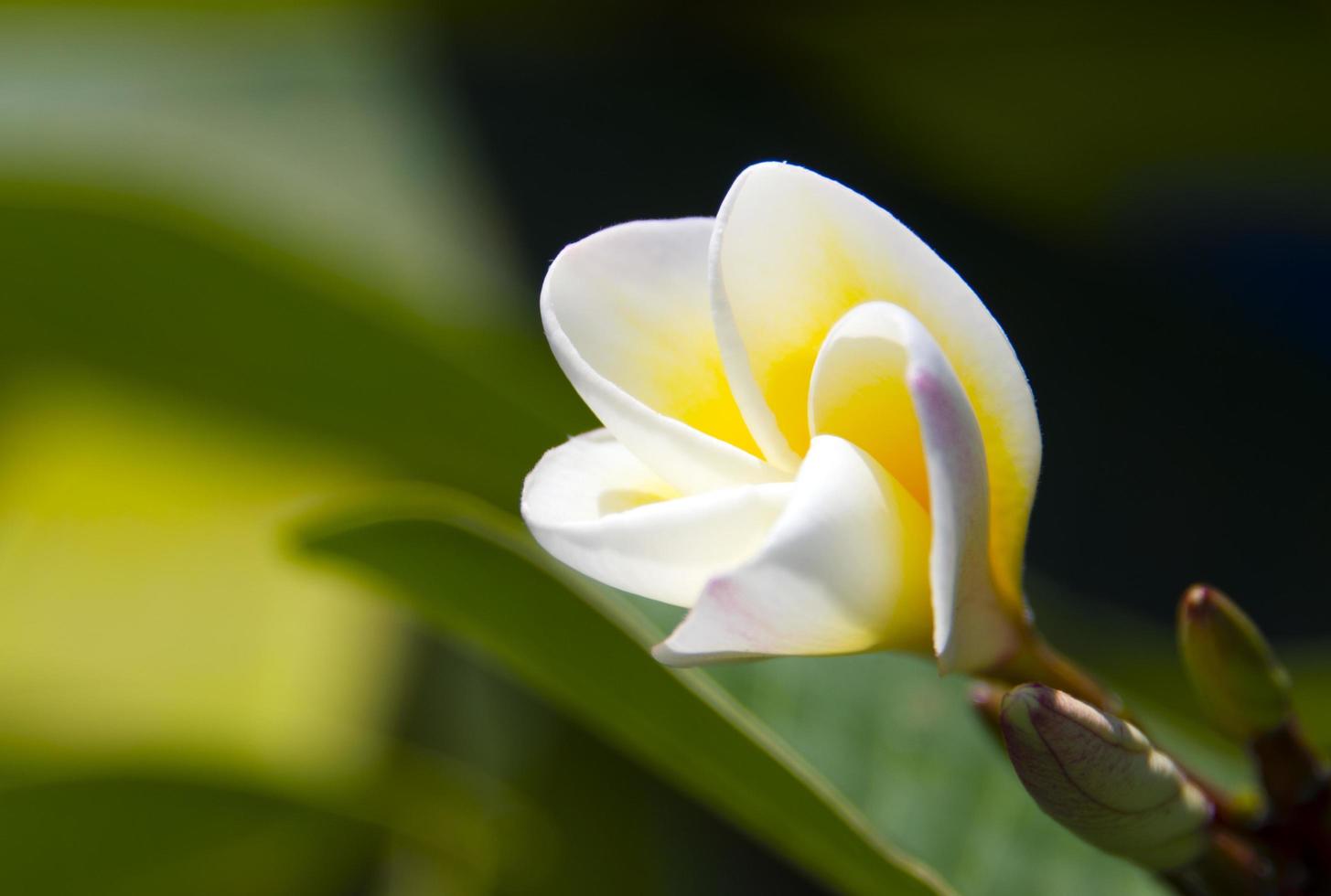 flores de frangipani no jardim foto