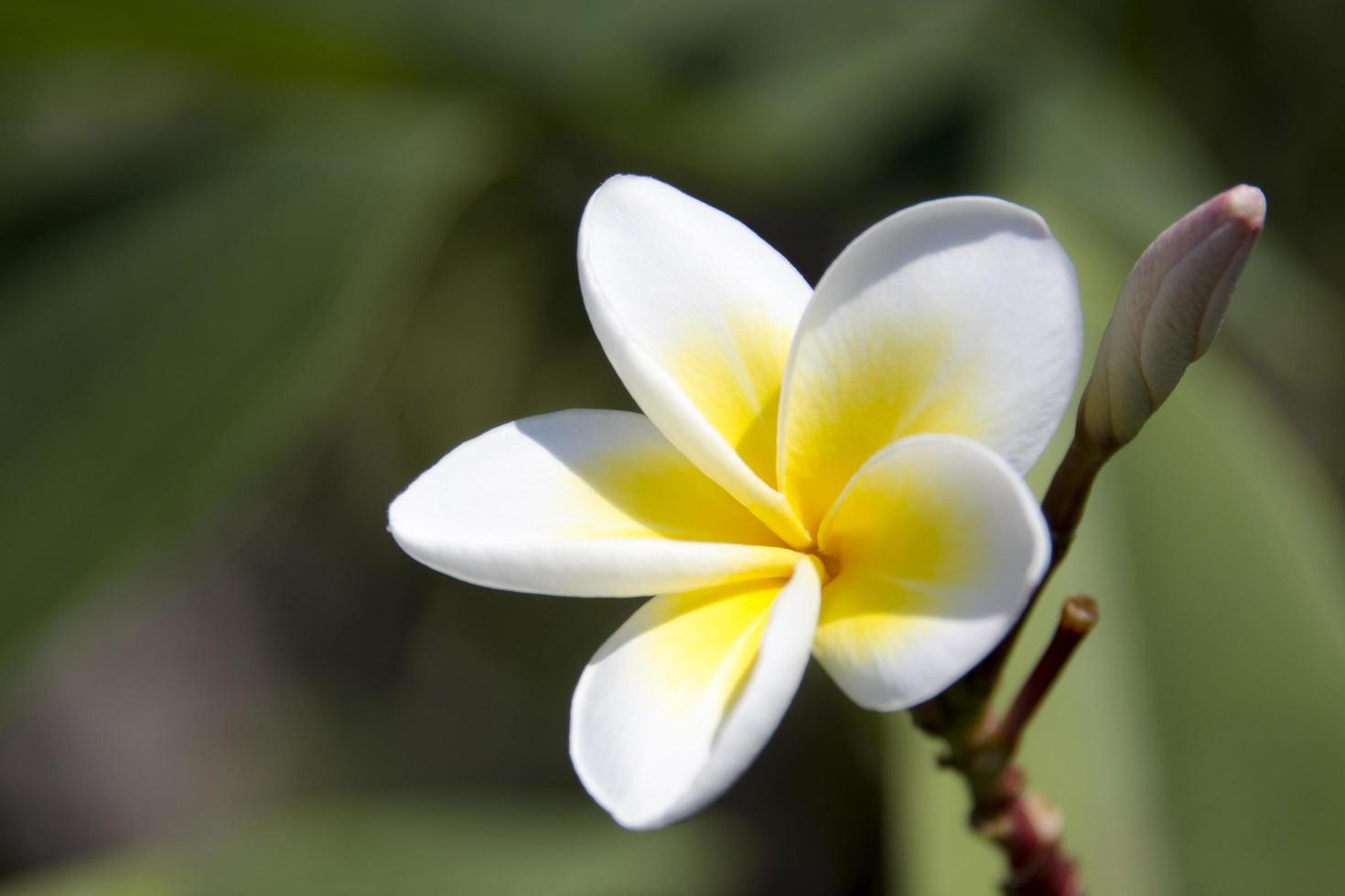 flores de frangipani no jardim foto